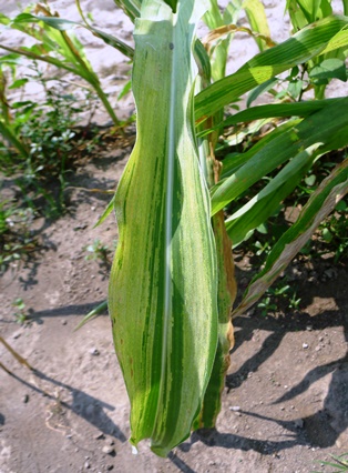 Downy mildew (Peronosclerospora philippinensis) in maize