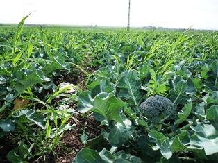 Organic broccoli production near Foggia