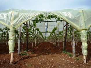 Organic tablegrape cultivation under plastic