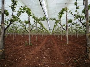 Organic tablegrape cultivation under plastic shelter