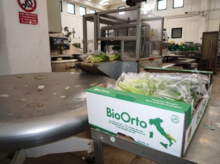 Packing of organic celery near Foggia