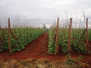 Runner bean cultivation near Nanyuki, Kenya