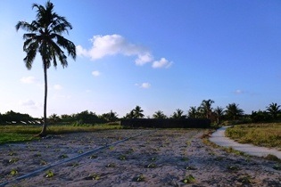 Eggplant cultivation on the Maldives