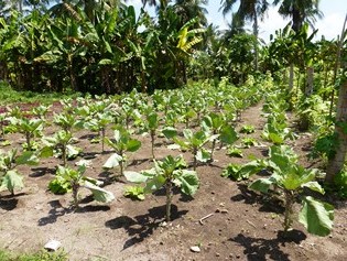 Stem cabbage production on the Maldives