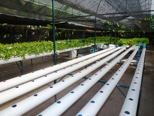 Hydroponics system for lettuce on the Maldives