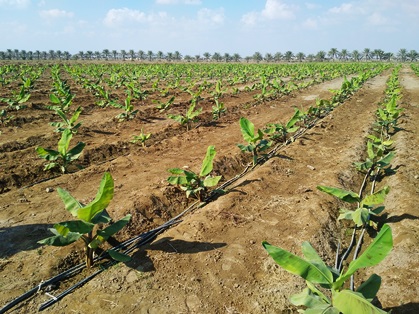 New banana plantation near Al Khaburah