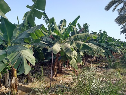Banana plantation near Al Khaburah