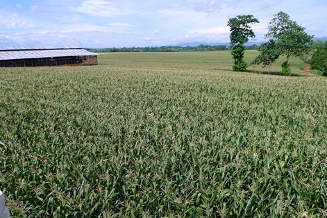 Corn farm near Libona, Bukidnon, Mindanao