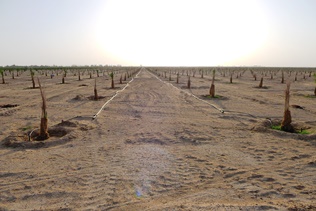 Date palm plantation near Buraidah, Saudi Arabia