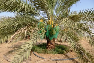 Date palm near Medina