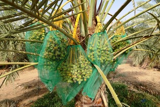 Dates before harvest near Medina