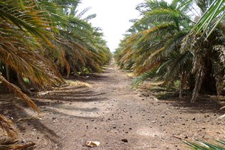 Mature date palm plantation near Medina