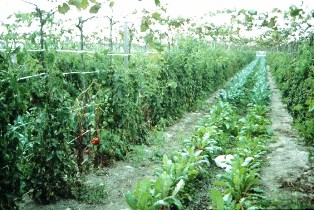 Intercropping of tomato, tablegrapes and leafy mustard near Taichung