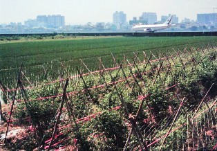 Tomato and rice cultivation near Kaohsiung International Airport