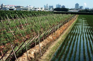 Periurban tomato cultivation with rice in Kaohsiung