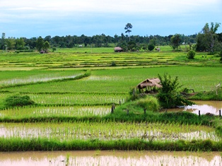 Rice cultivation near Song Dao
