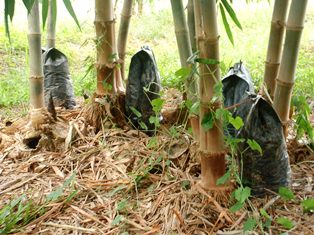 Bamboo production near Prachinburi
