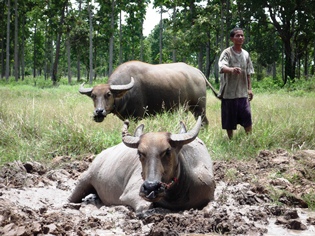 Traditional rice cultivation with water buffalo