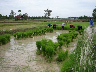Rice seedling nursery near Kalasin