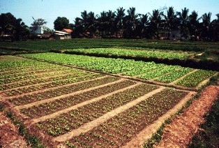 Peri-urban vegetable cultivation near Ho Chi Minh City