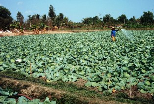Irrigation of cabbage near Ho Chi Minh City