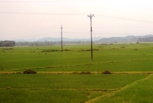 Transplanted rice in Ha Tinh Province