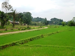 Direct-seeded rice in Ha Tinh Province
