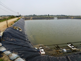 Shrimp farming in Ha Tinh Province
