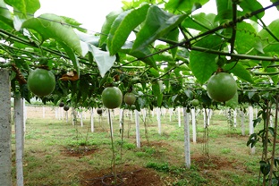 Passionfruit cultivation in Nghe An Province