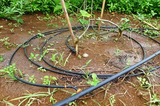 NETAFIM drip irrigation loop system in Nghe An Province