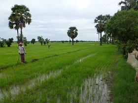 Direct-seeded dry-season rice in Cambodia